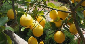 Come far nascere una piantina di limone in poche e semplici mosse