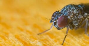 Allontanare le mosche in maniera naturale: 5 ingredienti miracolosi
