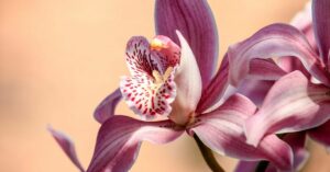 La spezia utile per le piante e per le orchidee