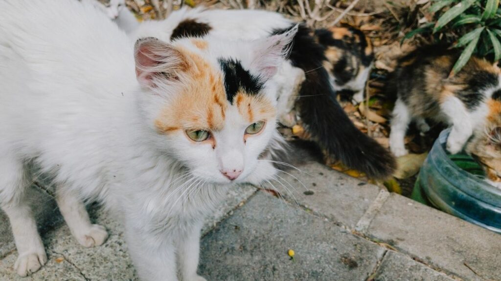 peli del gatto bianco