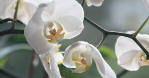 Non buttare l’orchidea appassita! Con questo trucchetto potrai ridarle vita