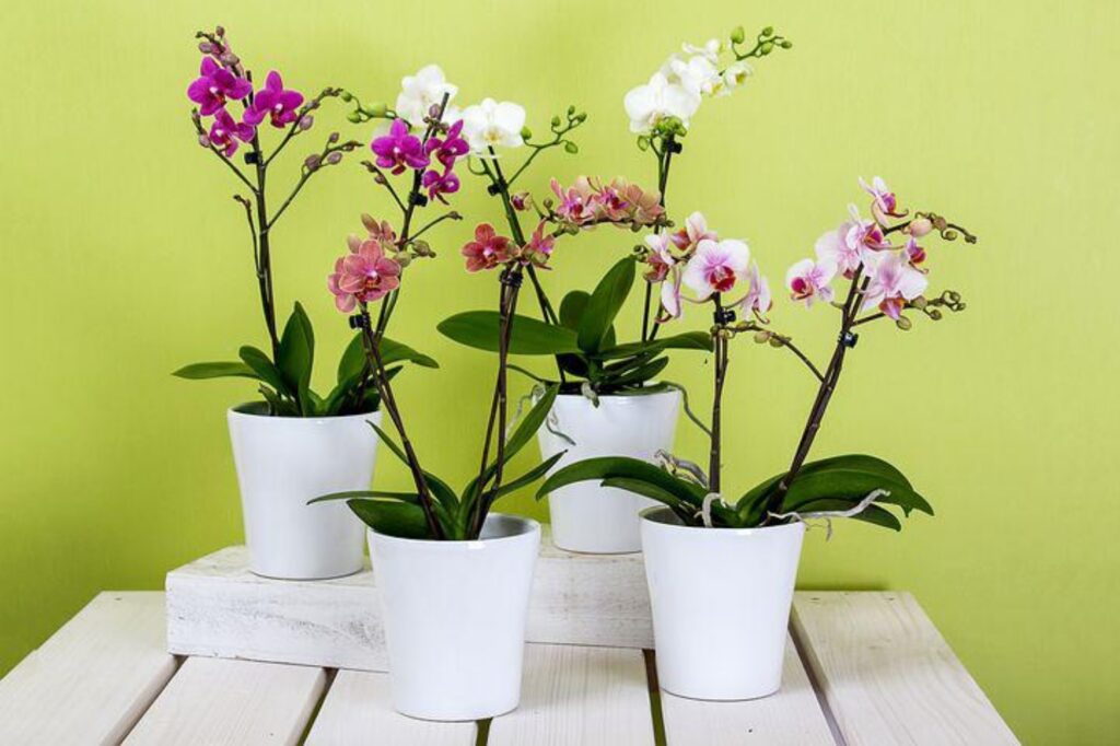 Salvare un'orchidea appassita