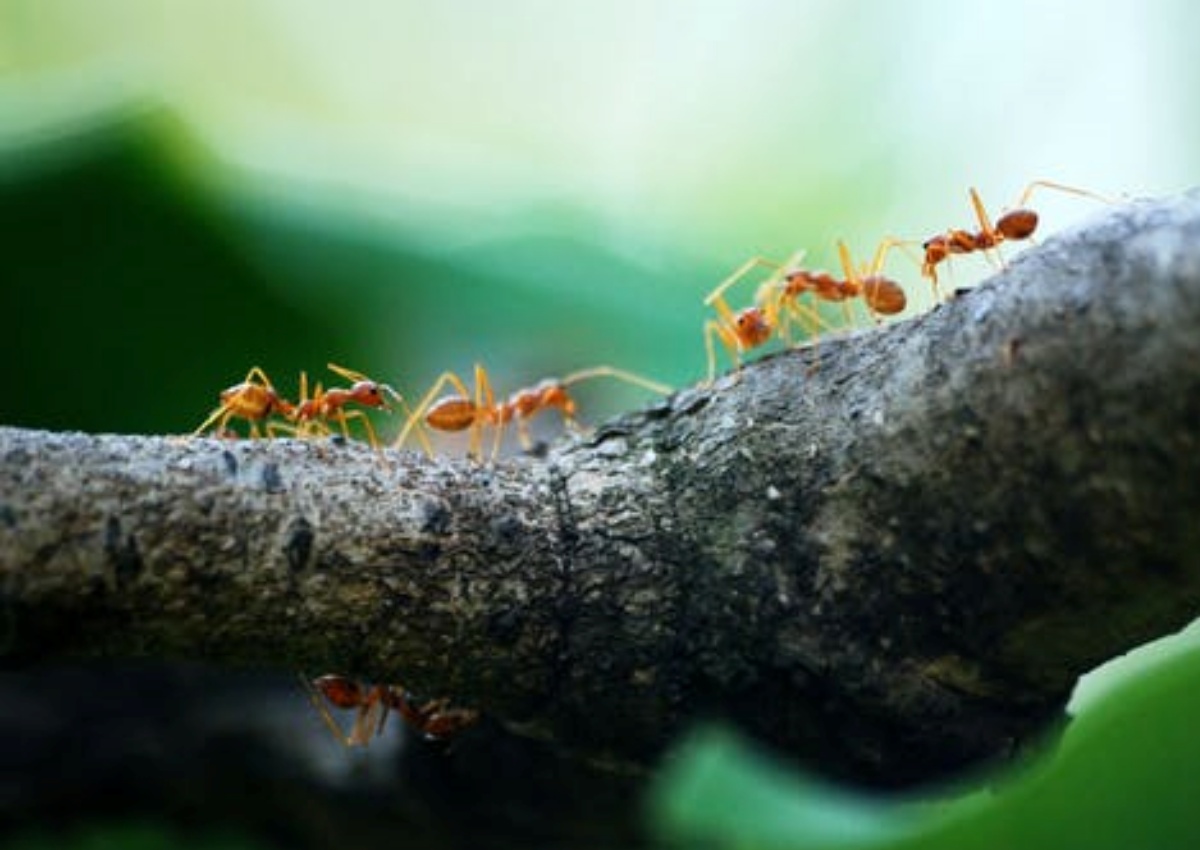 formiche su un albero