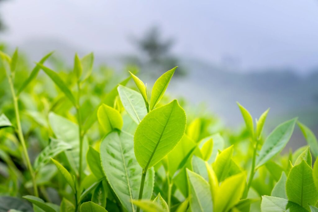 Dimagrire con la tisana al tè verde