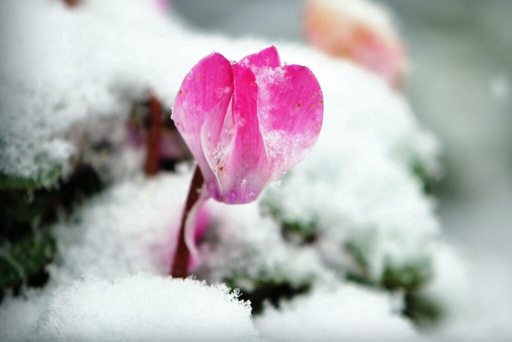 Ciclamino nella neve