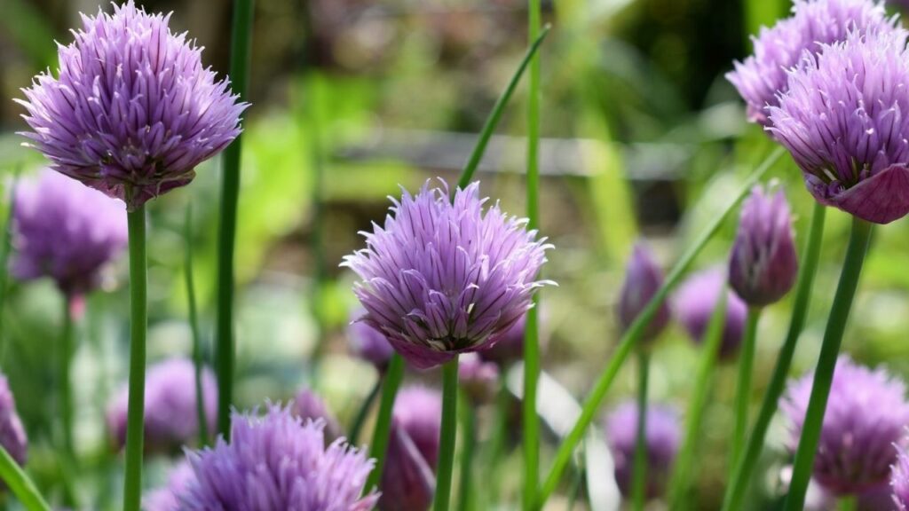 erba cipollina in fiori