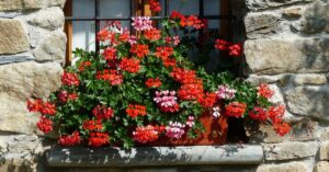 La pianta pendente perfetta per decorare giardini e balconi: non si tratta della solita edera!