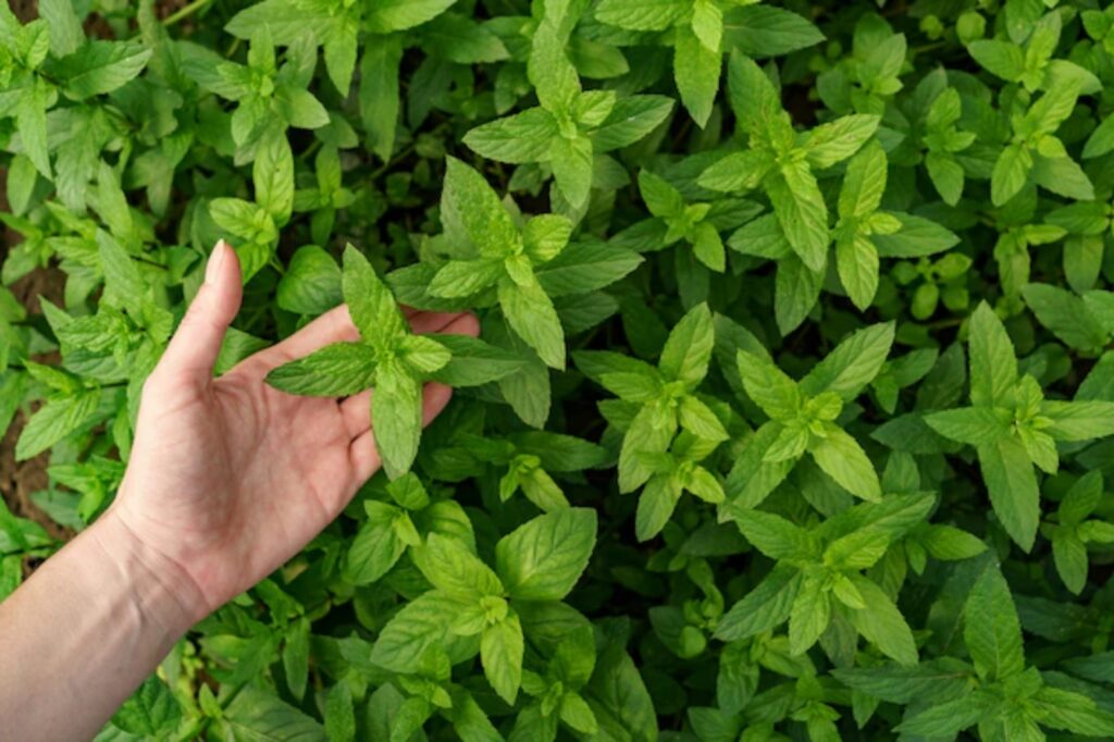 Ricetta dello sciroppo alla menta