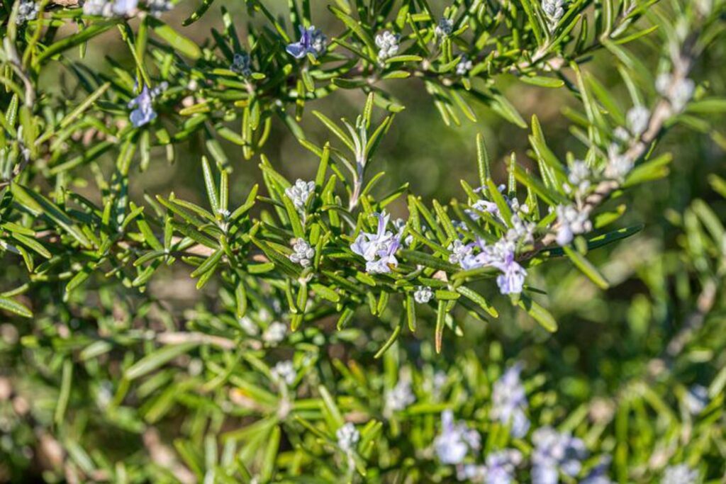 Usi dei fiori del rosmarino