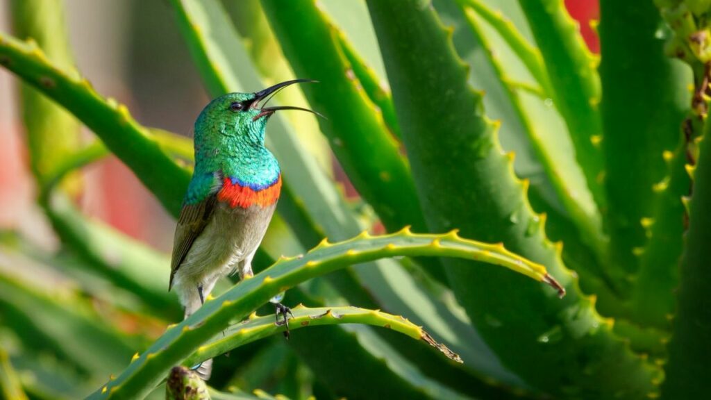 aloe vera con uccellino