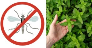 Le 8 piante contro le zanzare: un rimedio efficace e 100% naturale