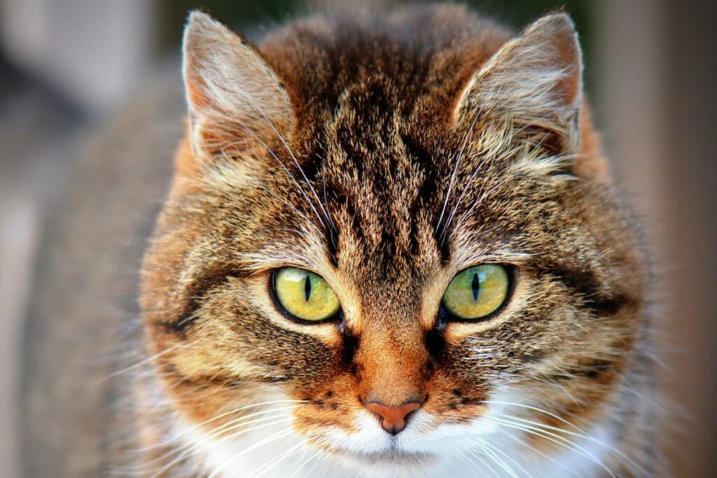 Primo piano gatto