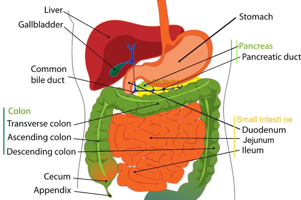 Organi