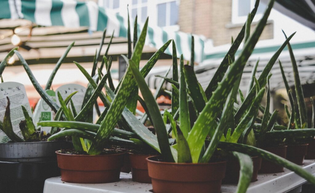 Benefici dell'aloe vera