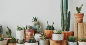 Sul tuo cactus sono nati dei figlioletti? Questo è quello che devi fare