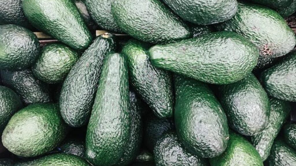 insieme di avocado