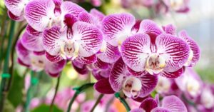 Sei sicuro di conoscere le tue orchidee? 3 cose fondamentali da sapere