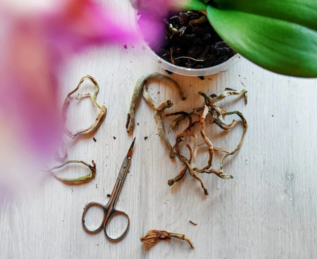 Come curare le orchidee