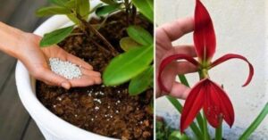 Alcuni trucchi per far fiorire le tue piante tutto l’anno
