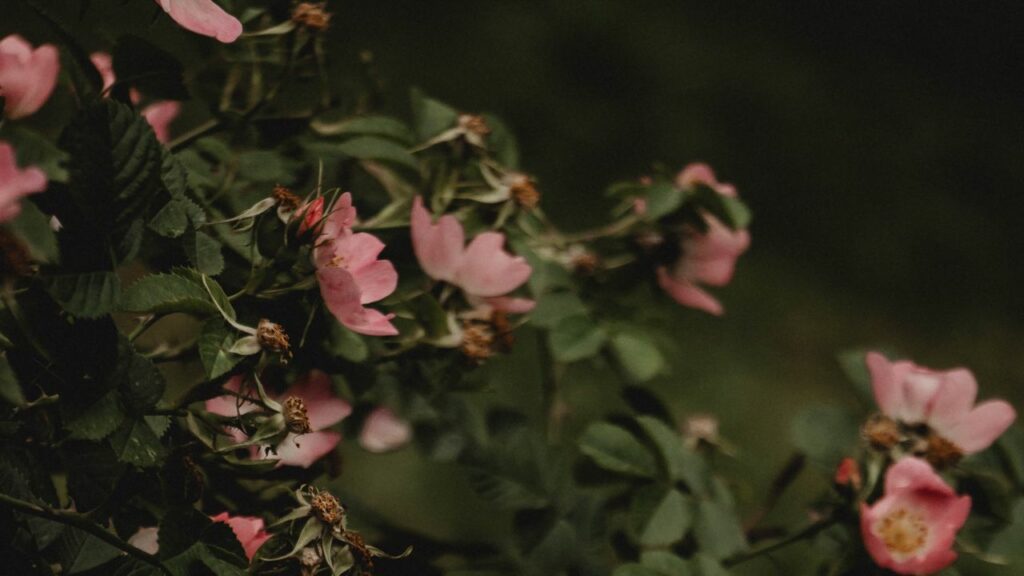 fiori sulle piante