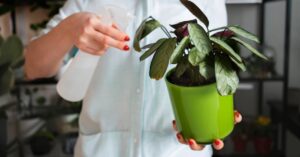 Un solo cucchiaio di acqua ossigenata farà miracoli sulle tue piante: provare per credere!