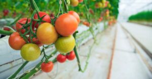 Non annaffiare così i pomodori: il segreto dei giardinieri per avere piante più grandi e proficue