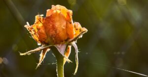 Proteggi le tue rose dai pidocchi con questi rimedi naturali