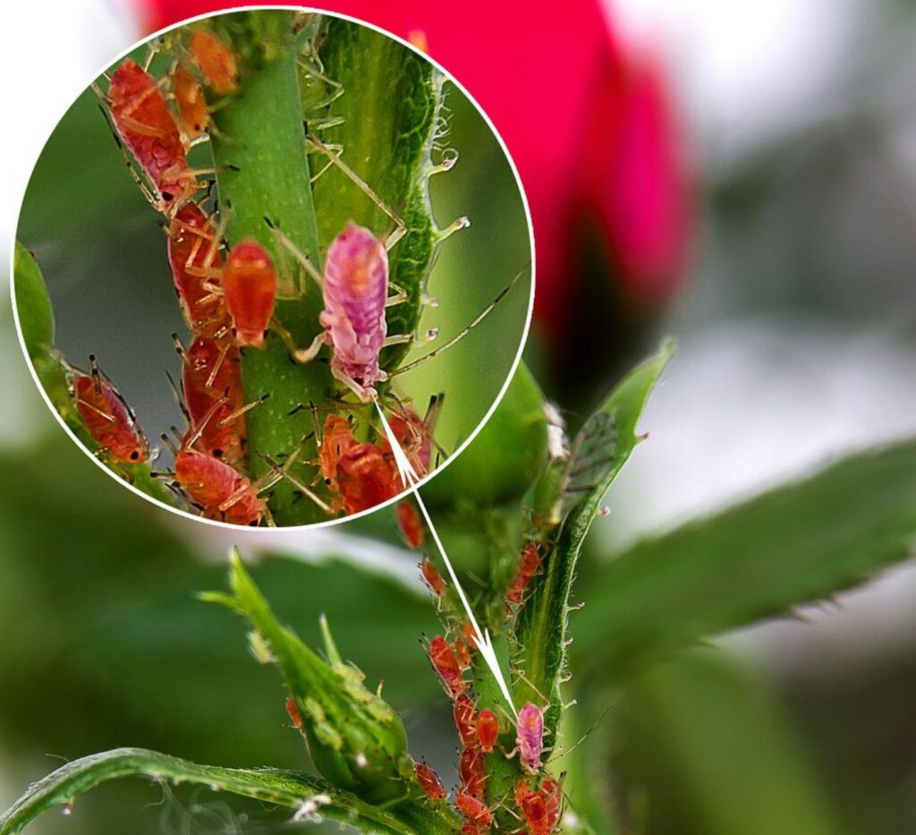 Rimedi contro i pidocchi delle rose