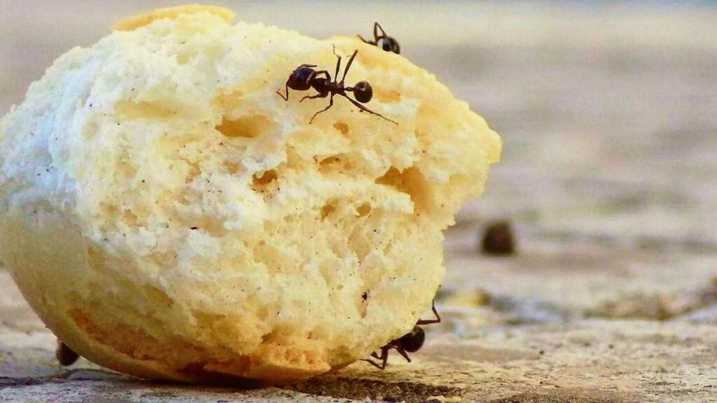 Formiche su un boccone di pane