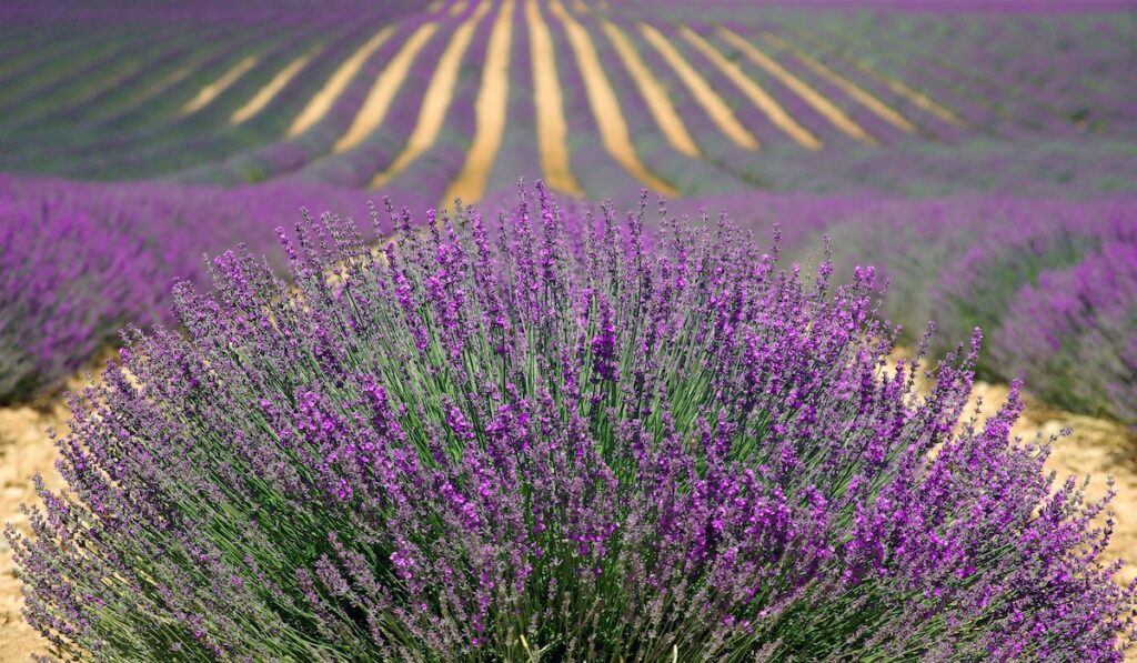 Campi di lavanda