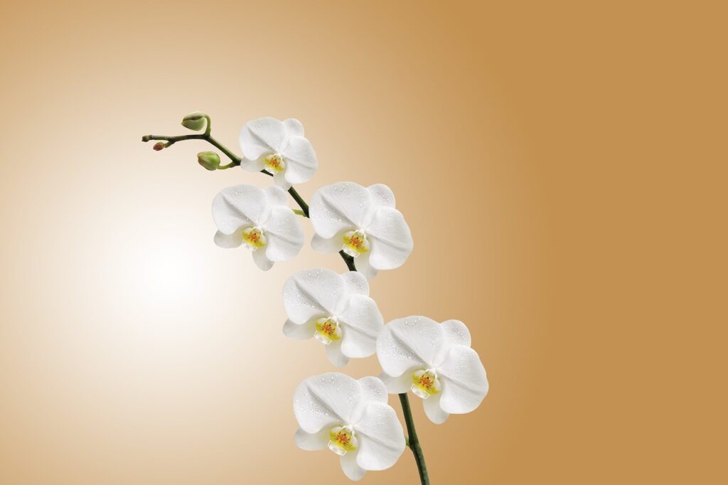 Orchidea