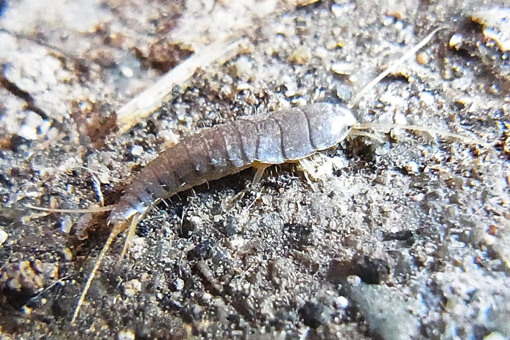 Pesciolini d'argento in primo piano