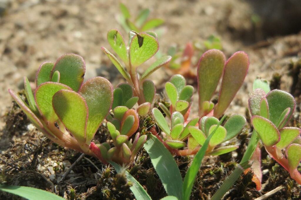 Portulaca oleracea