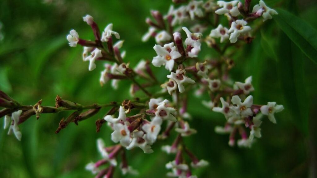 fiori erba cedrina 