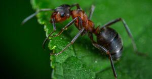 Cacciare le formiche di casa