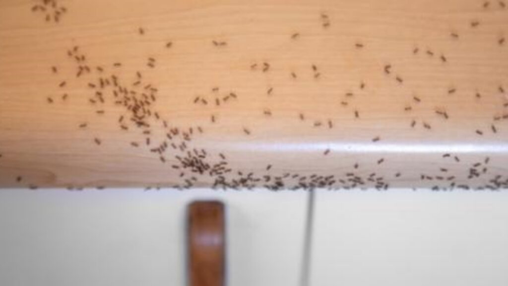 eliminare formiche dalla cucina