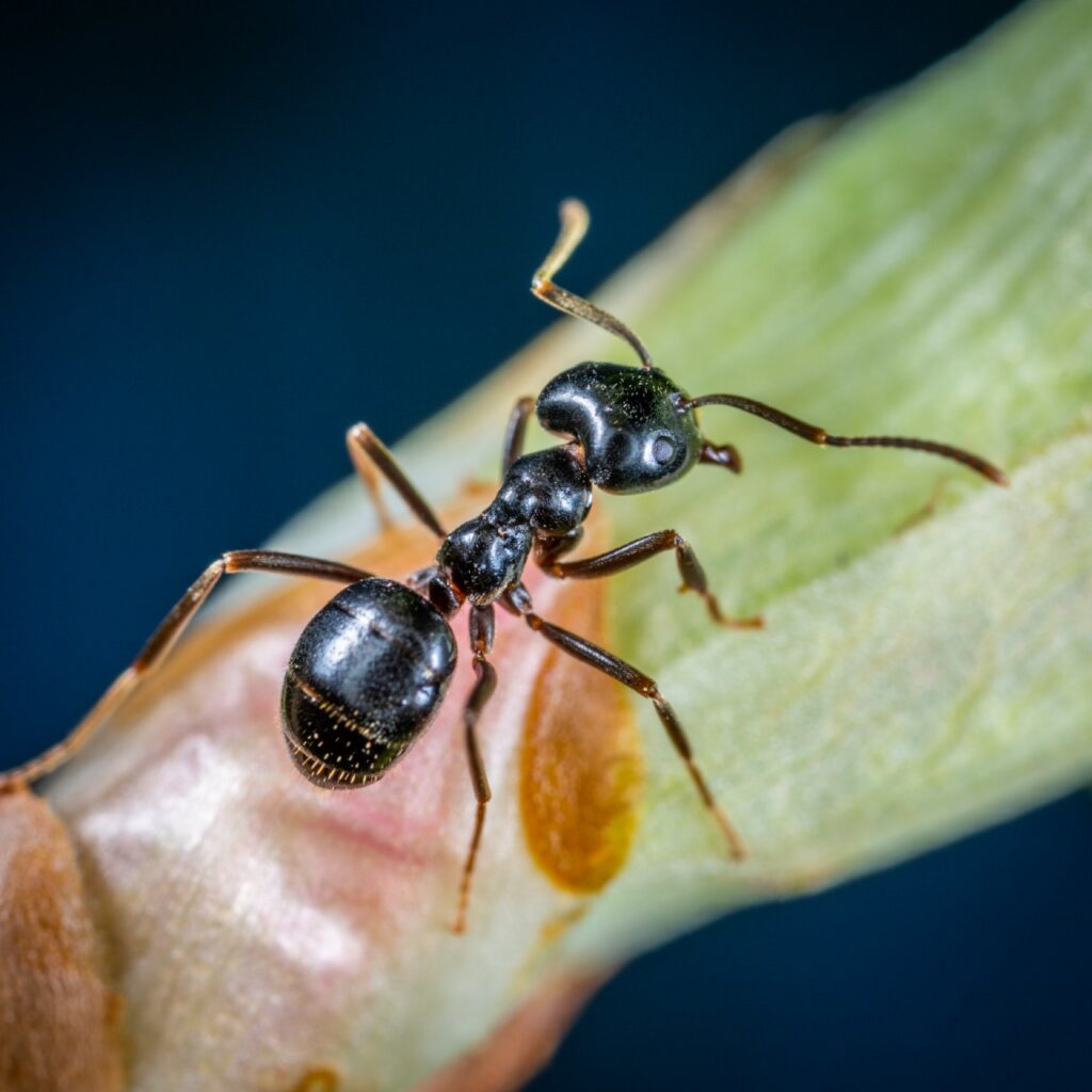 Cacciare di casa le formiche