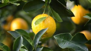 Pianta di limoni, il segreto per prendersene cura