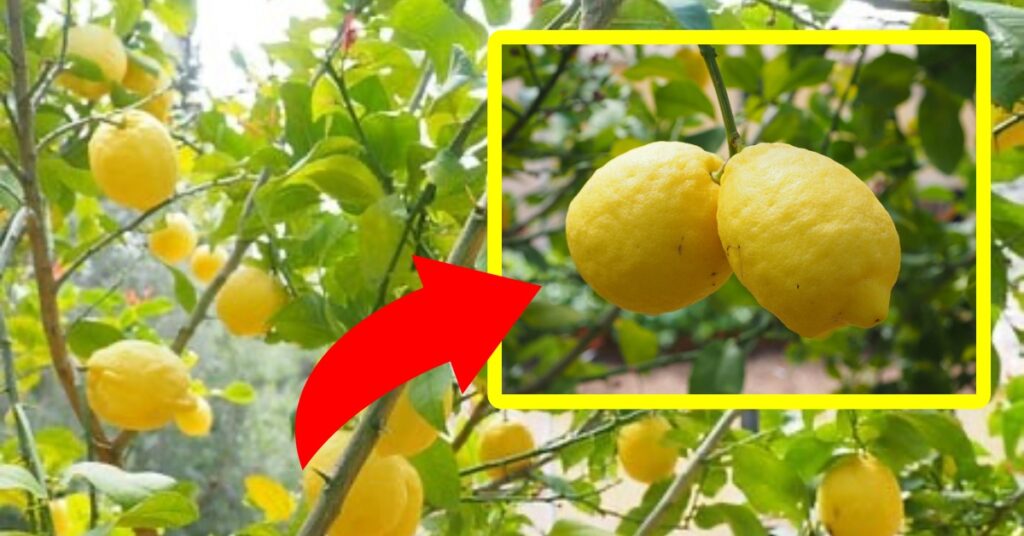 Coltivare limoni giganti