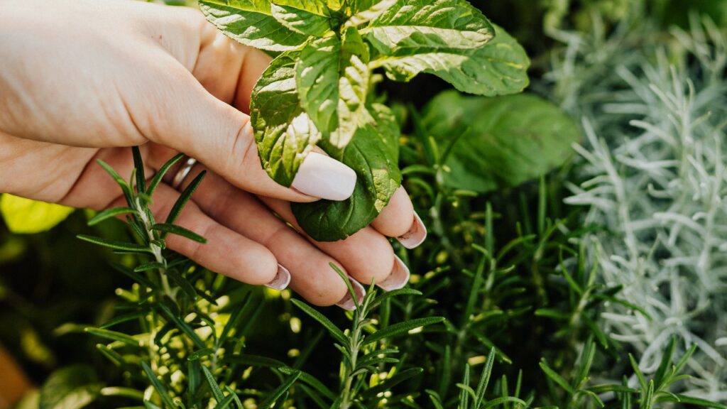 Profumatore con menta e rosmarino