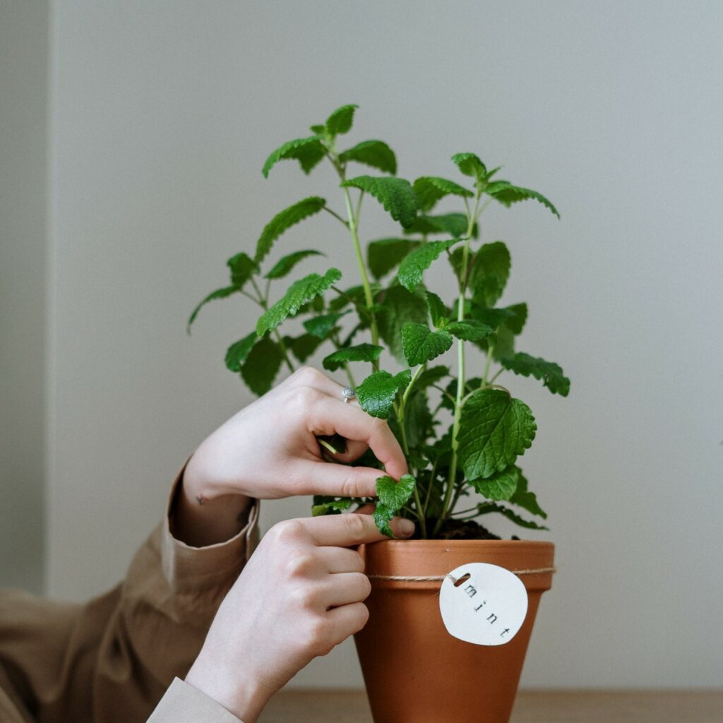 Profumatore menta e rosmarino