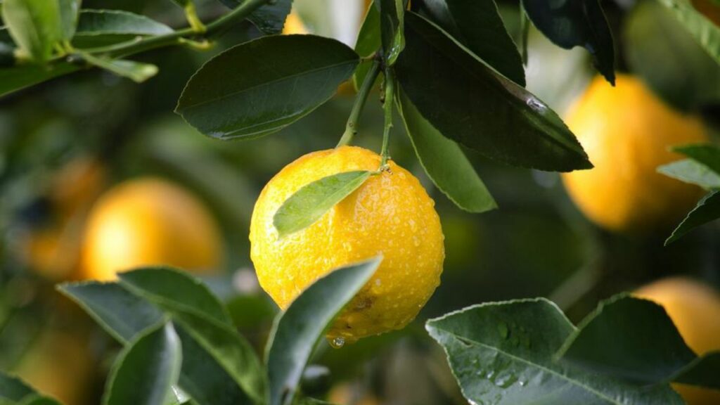 limoni su pianta