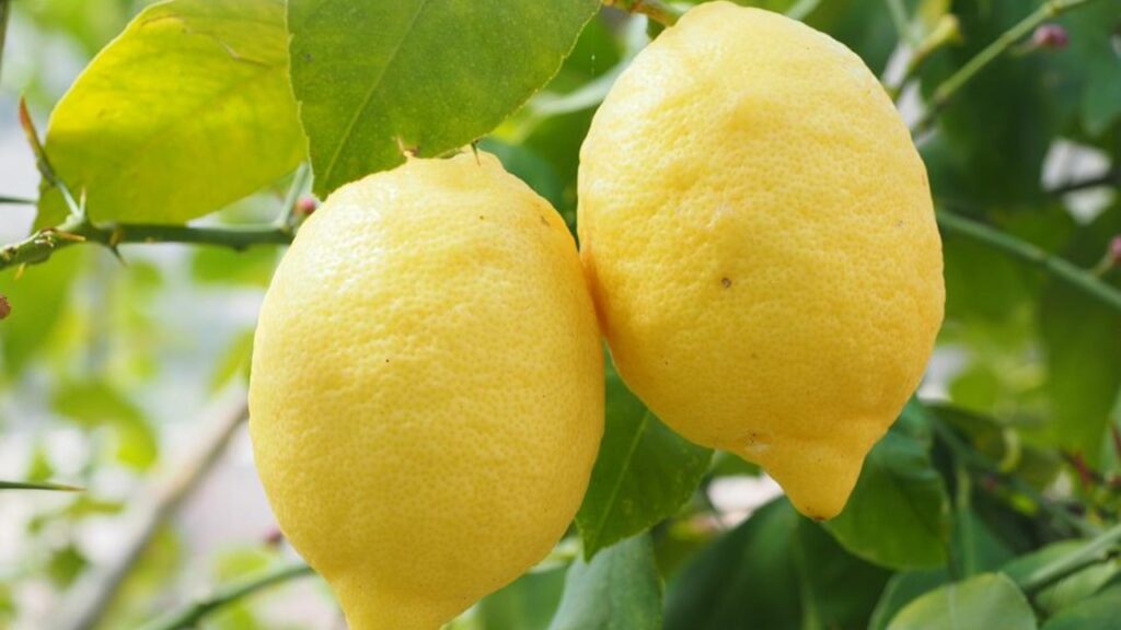 pianta di limoni