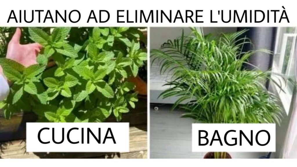 umidità e piante in casa 