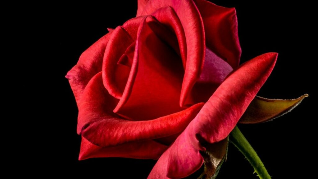 petali di rose rosse