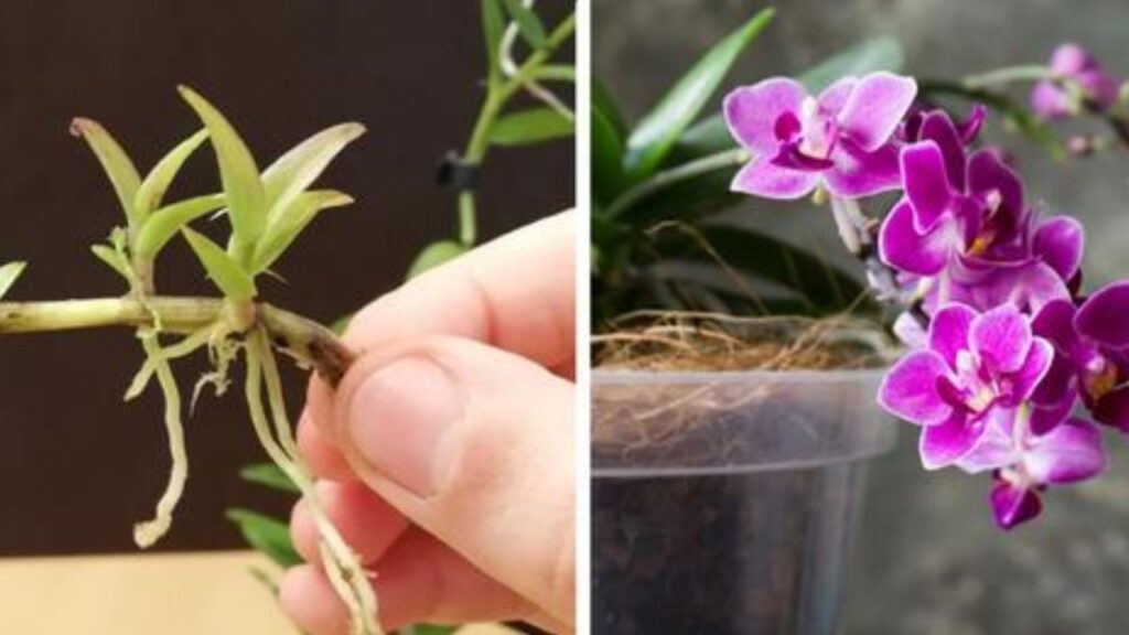 metodi coltivazione orchidea 