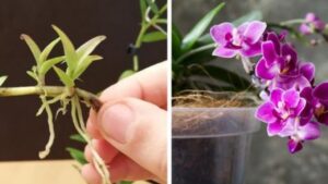 Orchidea: 3 metodi efficaci per coltivarla a casa e per vivere immersi in fiori colorati