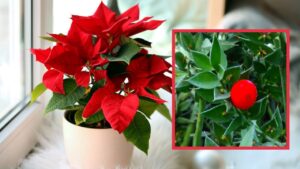 Esistono 6 piante natalizie per gli amanti dell’inverno e del Natale