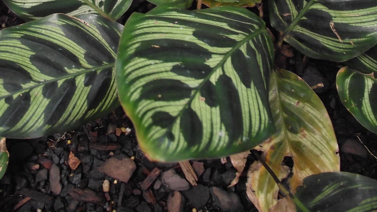 Foglie calathea