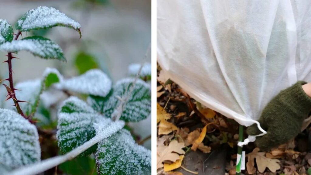 piante protette freddo e gelo